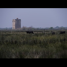 Camargue-Stiere vor dem ehemaligen Wacht- und Zollturm Tour Carbonnière aus dem 13. Jahrhundert